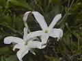 Many-Flowered Jasmine